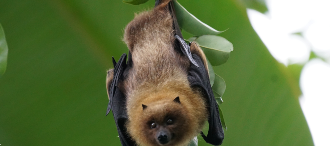 a bat