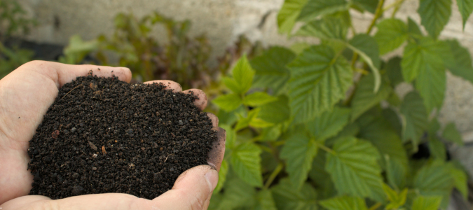 healthy soil