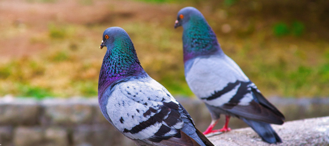 two pigeons