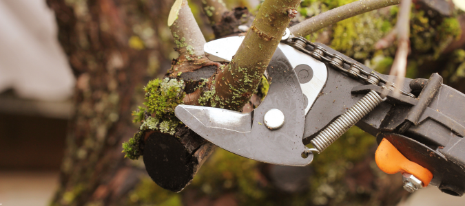trimming a tree