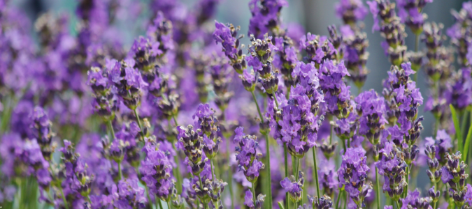 lavender