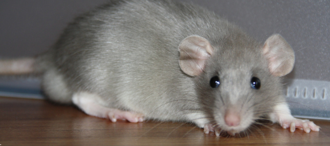 a rat