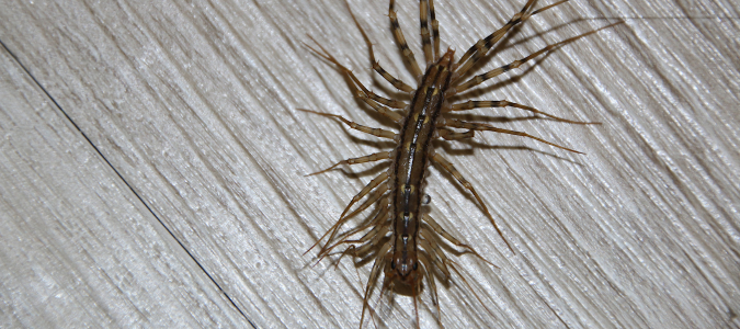 a house centipede