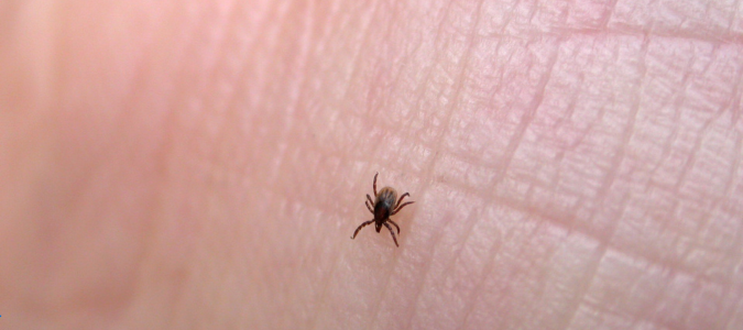 a tick