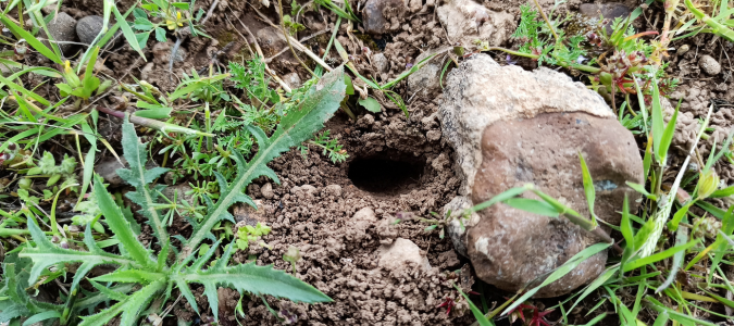 a scorpion nest