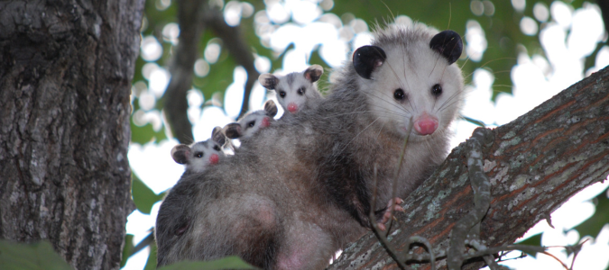 an opossum with their babies