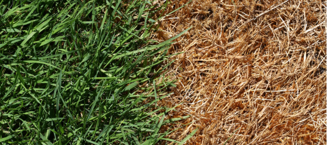 fertilizer burn
