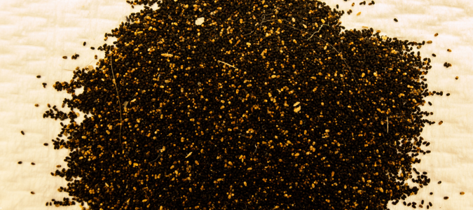 termite droppings