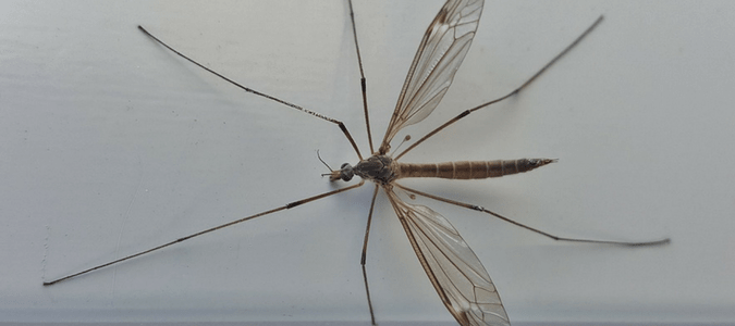What Is a Mosquito Hawk