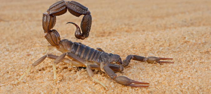 a scorpion