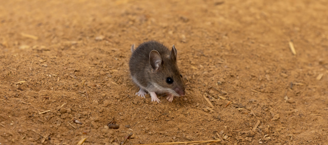 a deer mouse