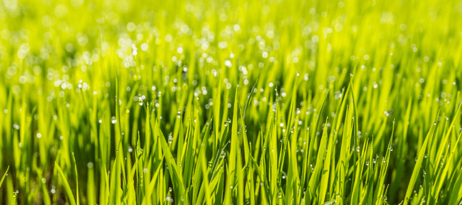 What kind of grass is best for my lawn