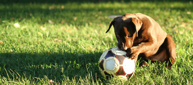 a dog with a soccer ball