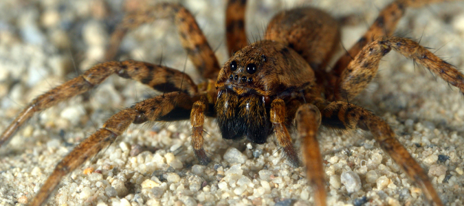 a wolf spider