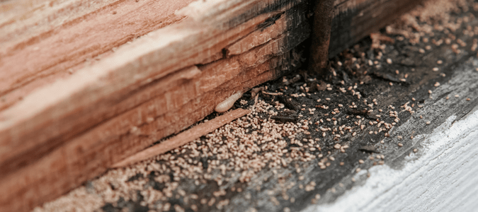 termite damage and sawdust to baseboard of home