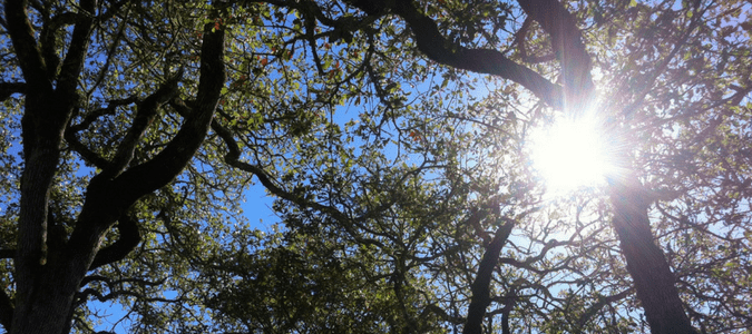 an oak tree