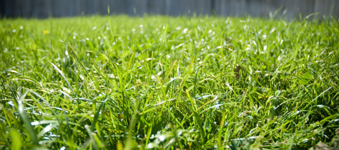 Bermuda grass