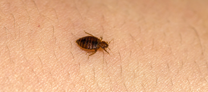 Bed Bug Feces And Other Signs Of An Infestation ABC Blog bed-bug-feces-and-other-signs-of-an-infestation-abc-blog