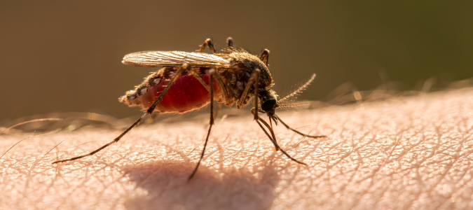 a mosquito