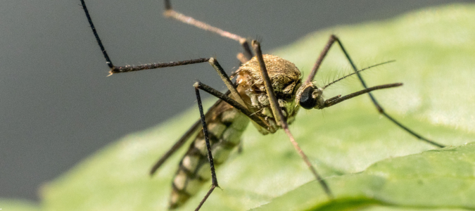 a mosquito on a leaf