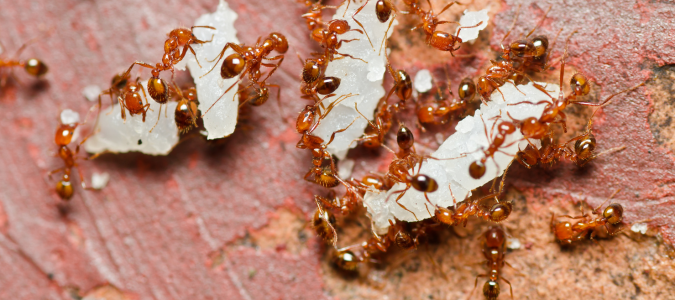 fire ants