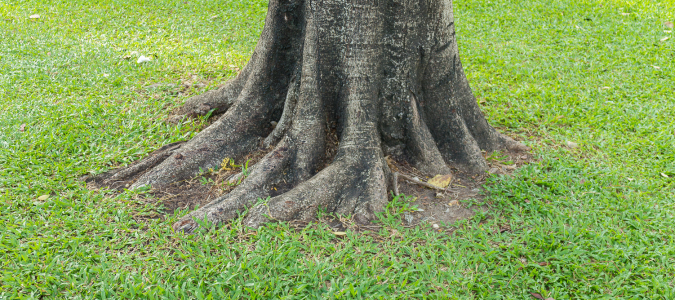 a tree with big roots