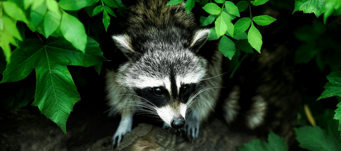 Wildlife in Orlando