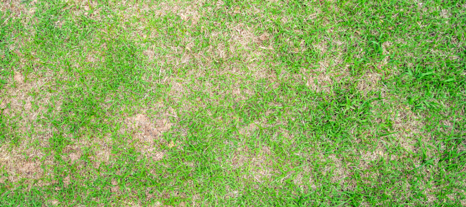 brown patch