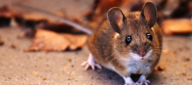 a rat