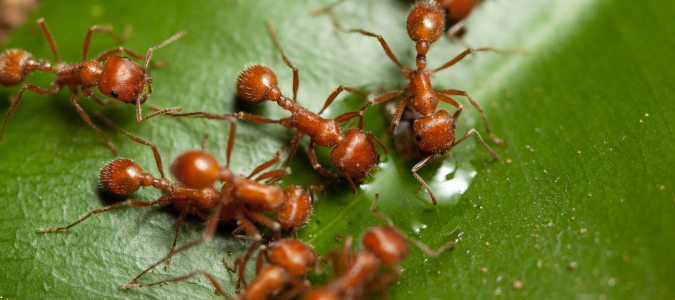 fire ants
