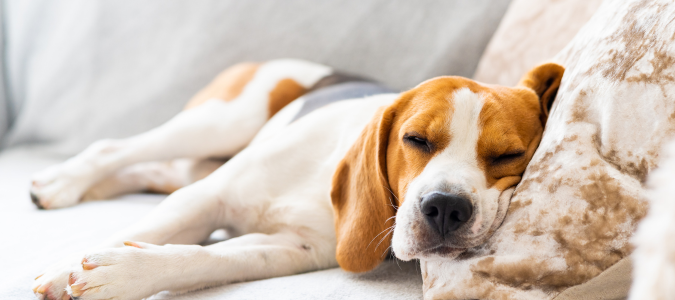 a sleeping dog