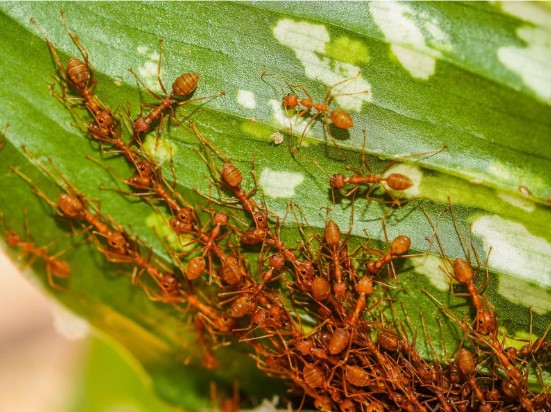 Ants Img