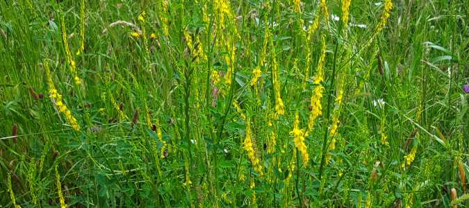 yellow clover