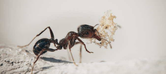 an acrobat ant with a piece of food