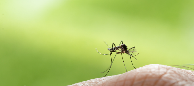 An Aedes mosquito on skin