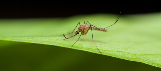Anopheles mosquito