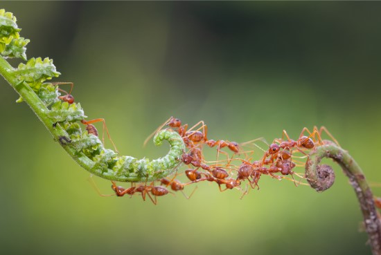 Ants Img