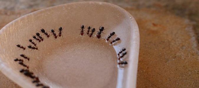pharaoh ants drinking water