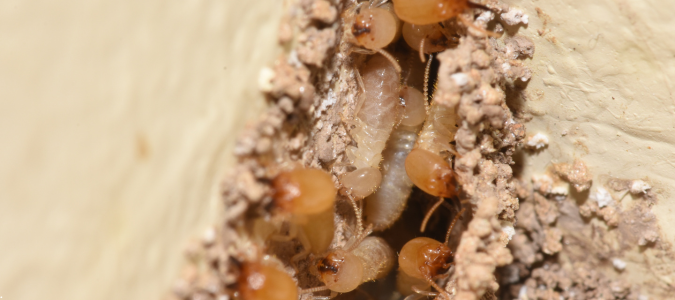 termites