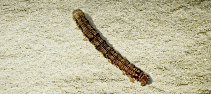 an armyworm