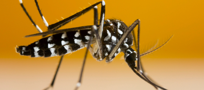 an Asian tiger mosquito