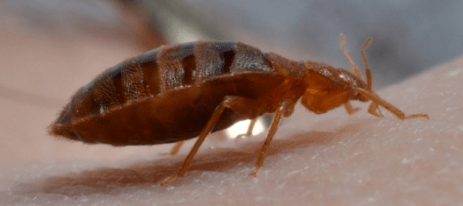 a bed bug