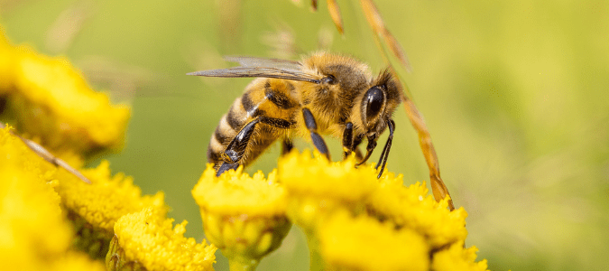 a bee on a flower