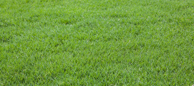 Bermuda grass