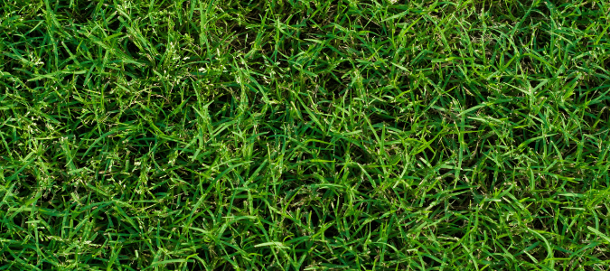 bermuda grass