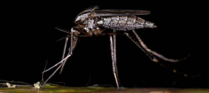 black Gallinipper mosquito