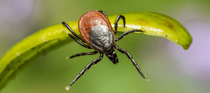 a black legged tick