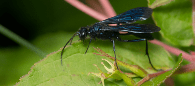 a mud dauber which is a species of blue wasp in Texas