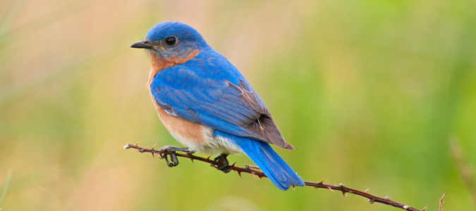 a bluebird