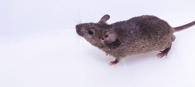 brown mouse
